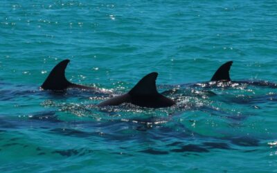 Unveiling the Best Dolphin Tours Destin Offers